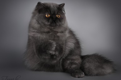 Zapraszamy na wystawę kotów