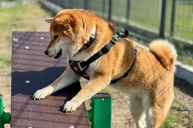 Wybieg dla psów gotowy. Jeśli się sprawdzi, będą kolejne