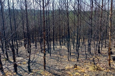 Susza w lasach – bądźmy ostrożni w majówkę!
