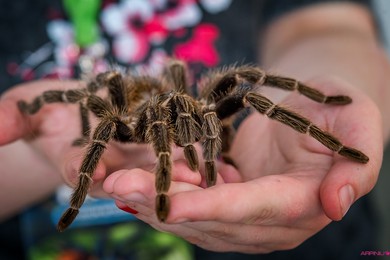 STRASZNIE ciekawe, czyli spotkanie z pająkami