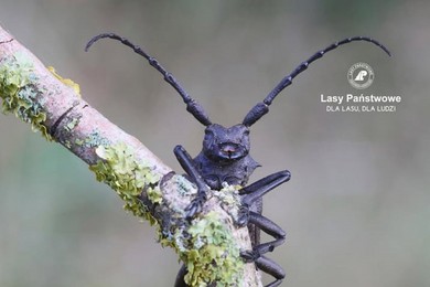 Zaproszenie na spacer z leśnikiem – podstawy entomologii