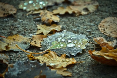 Jesienne pułapki na drodze: mokre liście, mgła i pierwsze przymrozki