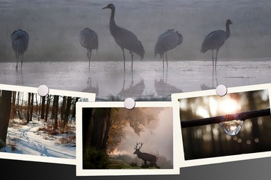 Konkurs fotograficzny: Woda w lesie – zobacz, chroń, zatrzymaj